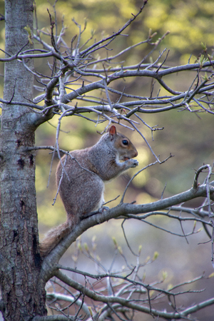 Picture of a squirrel in the wild, eating on a tree branchの写真素材