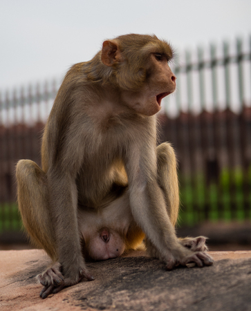Close-up of a monkey at liberty in Agra, India, during a sightseeing tourの写真素材