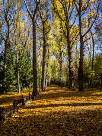 A grove photographed on a sunny autumn day with ochre and green colours and the entrance of sun rays.の写真素材