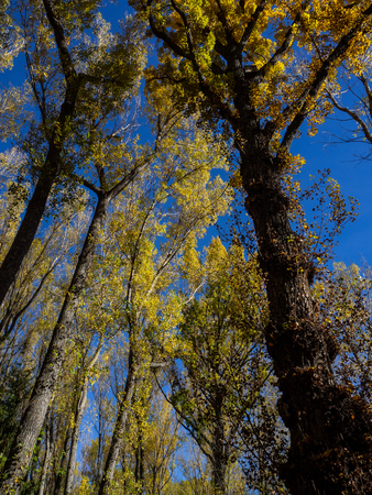 A grove photographed on a sunny autumn day with ochre and green colours and the entrance of sun rays.の写真素材