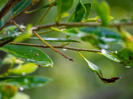 Image of green leaves of a tree with drops of dewの写真素材