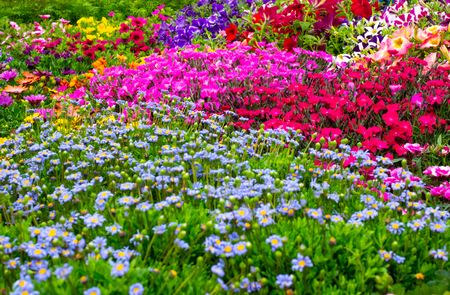 Garden with flowers of different colorsの写真素材