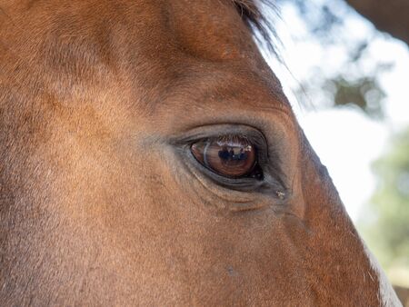 Close-up of the head of a horse deformed by the effect of a wide-angle lensの写真素材