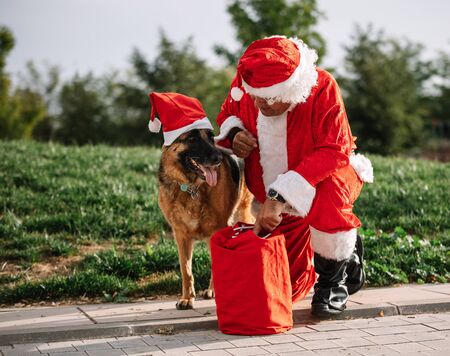 Stock photo of Santa Claus without beard playing with a German shepherd dog who is pulling him out of the gift bag. Christmas timeの写真素材