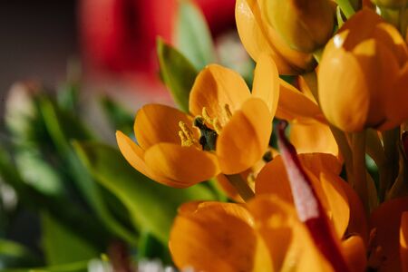Macro photography of flower buds that make up a beautiful colorful plantの写真素材