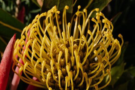 Macro photography of flowers with texture detailの写真素材