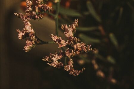 Macro photography of flowers with texture detailの写真素材