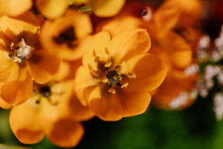 Macro photograph of a bouquet of different colored flowersの写真素材
