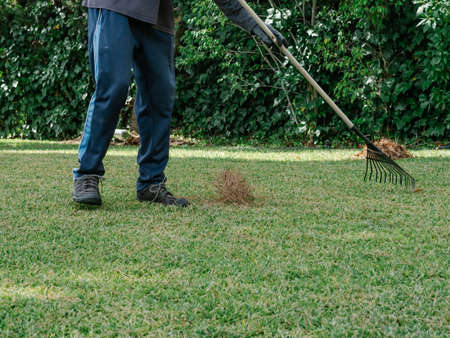 Figure of a gardener collecting pine debris with a rakeの写真素材