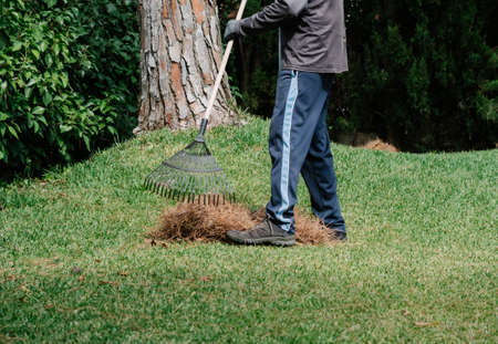 Figure of a gardener collecting pine debris with a rakeの写真素材