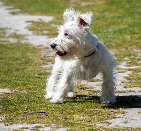 White Schnauzer puppy waiting for his owner in the fieldの写真素材