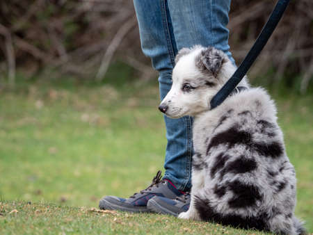 Puppy sitting next to its owner looking to the side. Black spotted white puppy on leash in a rural scene.の写真素材