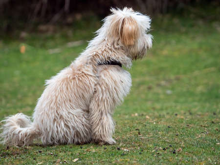 Side view of puppy sitting in the park. Shaggy puppy sitting on the grass.の写真素材