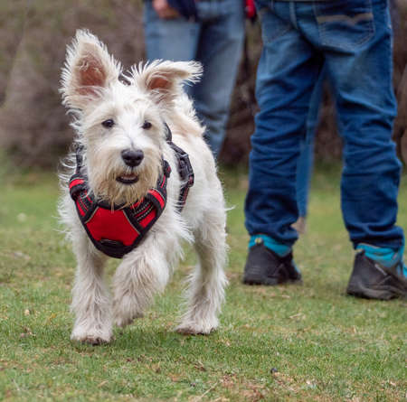 Puppy with red harness walking in the park looking away. Dog walking away with two unrecognizable people behind.の写真素材