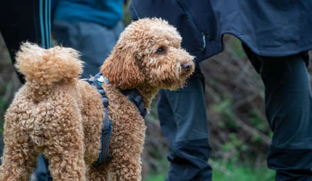 Brown curly haired puppy standing looking away. Rear view of a shaggy dog in the park with a blue harness and people behind.の写真素材
