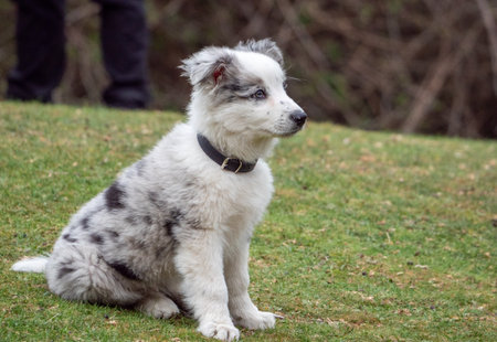 White puppy with black spots sitting looking away. Black and white puppy with collar on grass in a meadow.の写真素材