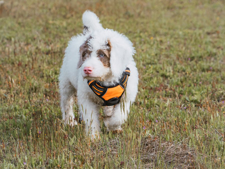 Woolly white puppy walking over a meadow. White puppy with spots in its face wearing orange harness.の写真素材