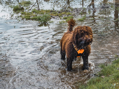 Woolly puppie standing on point in lagoon. Brown puppy with harness standing inside of water of lake.の写真素材