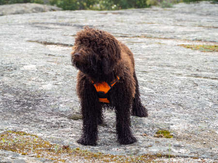 Woolly dog standing on a rocky surface looking to one side. Brown shaggy dog with orange harness standing on a rocky surface.の写真素材