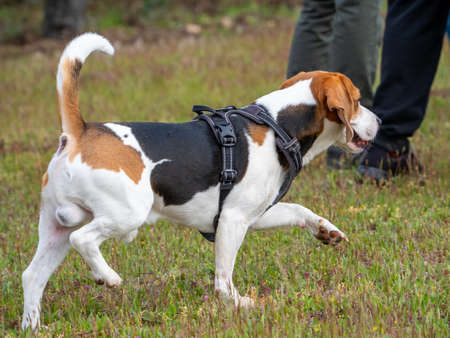 Brown and white puppy walking in the park. Puppy with black harness walking away with people behind.の写真素材