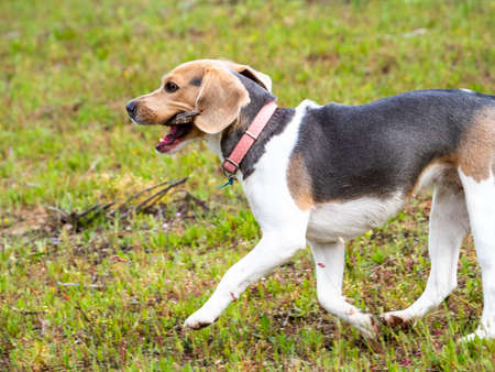 Adorable dog walking with a wooden stick on a grassy field. Brown and white puppy with a pink collar walking with a stick in its mouth.の写真素材