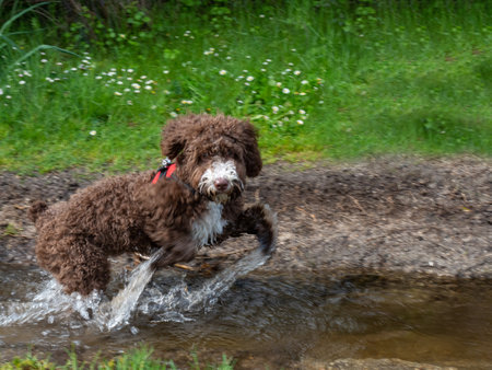 Woolly puppy playing in a stream. Brown woolly puppy playing in the lake near the mountains.の写真素材