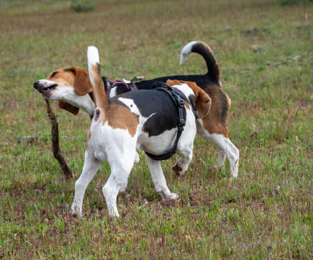 Puppies playing with stick on grassy field. Two brown and white puppies playing in the park.の写真素材