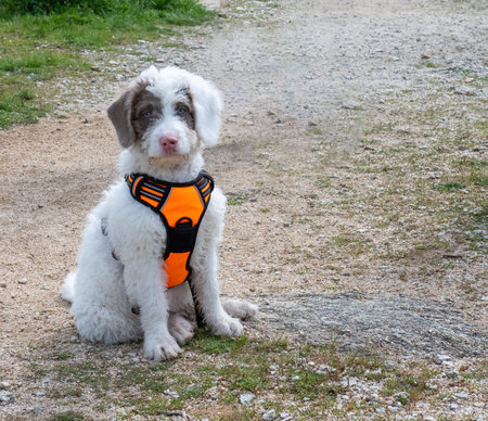 Woolly white puppy sitting on a path in the woods. White puppy with spots in its face wearing orange harness.の写真素材