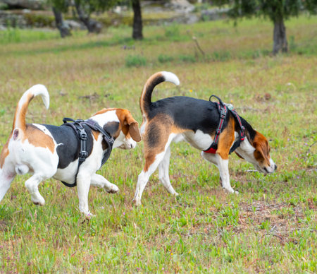 Two puppies walking on grassy field. Two brown and white puppies walking together in the park.の写真素材