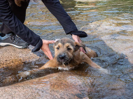 Dog trainer teaching to brown puppy to swim in lagoon. Brown puppy learning to swim in a lake among rocks.の写真素材