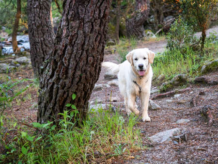 Curious dog walking in a woodland. Doggy with harness walking in a forest in a sunny day.の写真素材