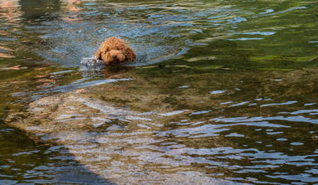 Woolly puppy learning to swim in a lake. Brown woolly puppy learning to swim in a lagoon.の写真素材