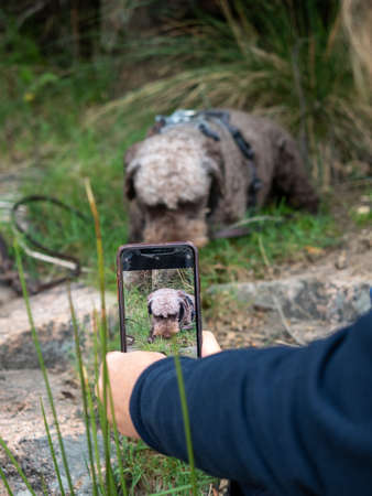 Unrecognizable person photographing woolly dog in the meadow. Person taking picture of his shaggy pet.の写真素材