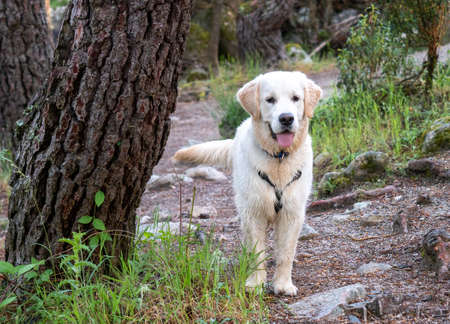 Attentive dog standing in a woodland. Doggy with harness standing walkin a forest in a sunny day.の写真素材