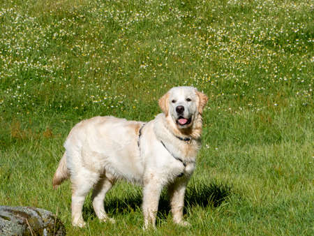 Front view of a dog standing and looking straight ahead in a meadow. Beautiful dog standing in grassy field.の写真素材