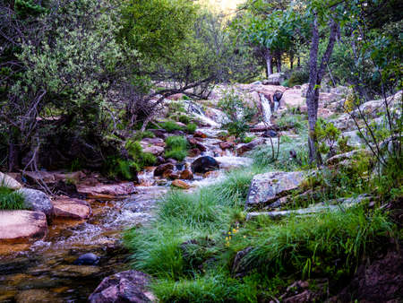 Steam in a forest in sunny day. River in mountain forest.の写真素材