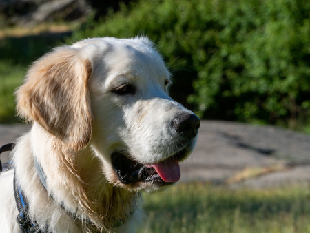 Close-up of the face of a dog outside. Puppy with tongue out looking to a side in a meadow.の写真素材