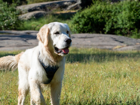 Front view of a dog standing looking away in a field with grass and rocks behind. Close-up of a...