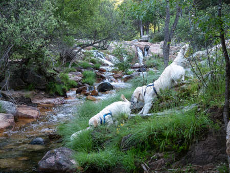 Two dogs near of stream in a forest. Dogs walking downhill from a hilly area with a creek in view.の写真素材