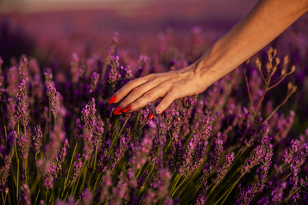 Close up view of a woman hand touching lavender flowers while walking in lavender field. Nature concept.の写真素材