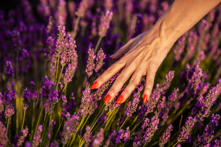 Close up view of a woman hand touching lavender flowers. Nature concept.の写真素材