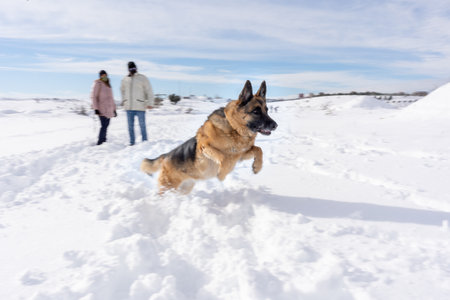 Dog enjoying running and playing outdoors in the snow on a winter day. Winter and animals concept.の写真素材