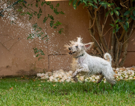 Schnauzer dog shaking off while playing with water outdoors in a garden. Animals and pets concept.の写真素材