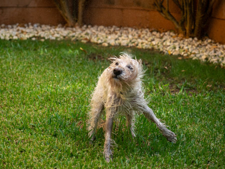 Schnauzer dog shaking off while playing with water outdoors in a garden. Animals and pets concept.の写真素材