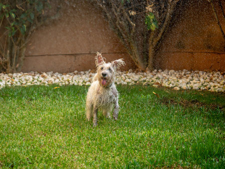Joyful white schnauzer dog playing with water outdoors on the grass in a garden. Animals and pets concept.の写真素材