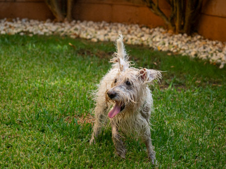 Schnauzer dog wet after playing with water in the garden. Animals and pets concept.の写真素材