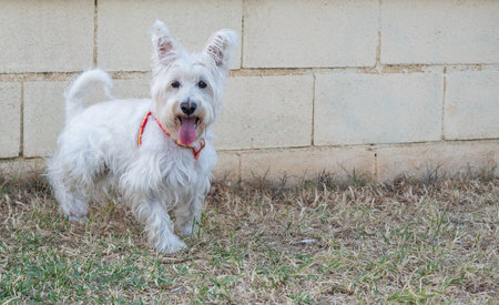 White schnauzer dog outdoors in a park. Pets and animals concept.の写真素材