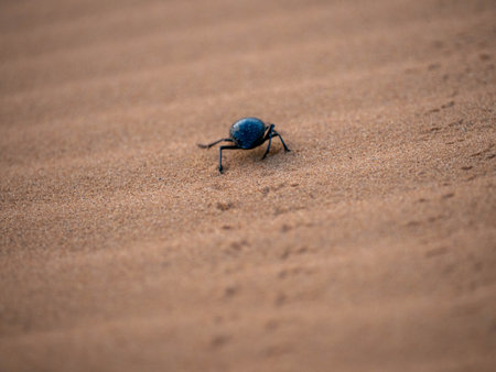 Close-up of a metallic blue scarab beetle moving across fine orange desert sand in the Moroccan...