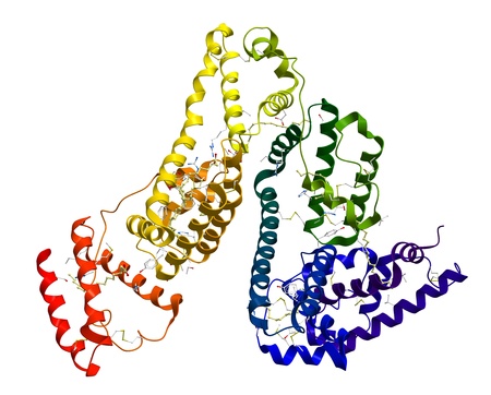 Serum albumin molecular structure on a white backgroundの写真素材