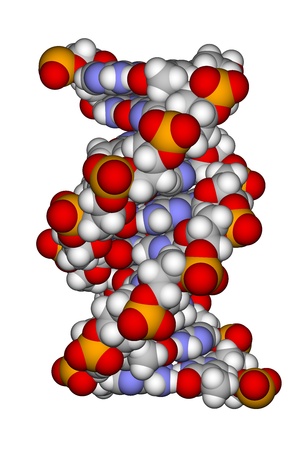 Part of a DNA double helixの写真素材